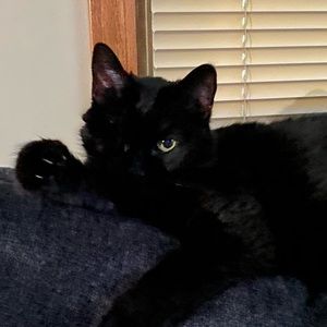 Meet your Posher, Suesana